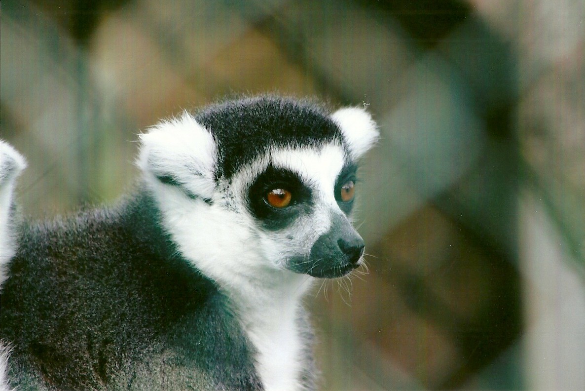 Ring-tailed Lemur 11th September 2012