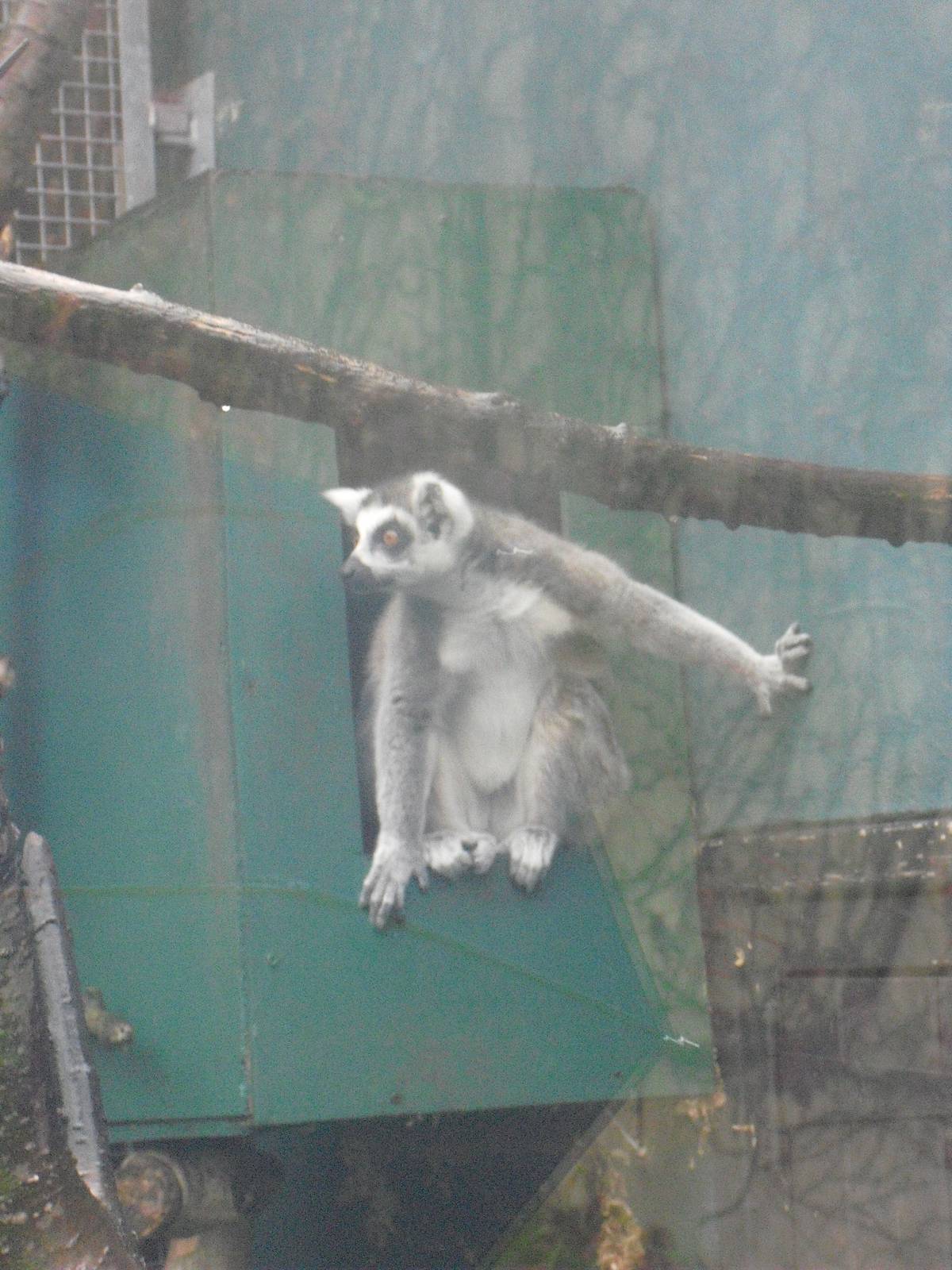 Ring-tailed Lemur - 12/10/2011