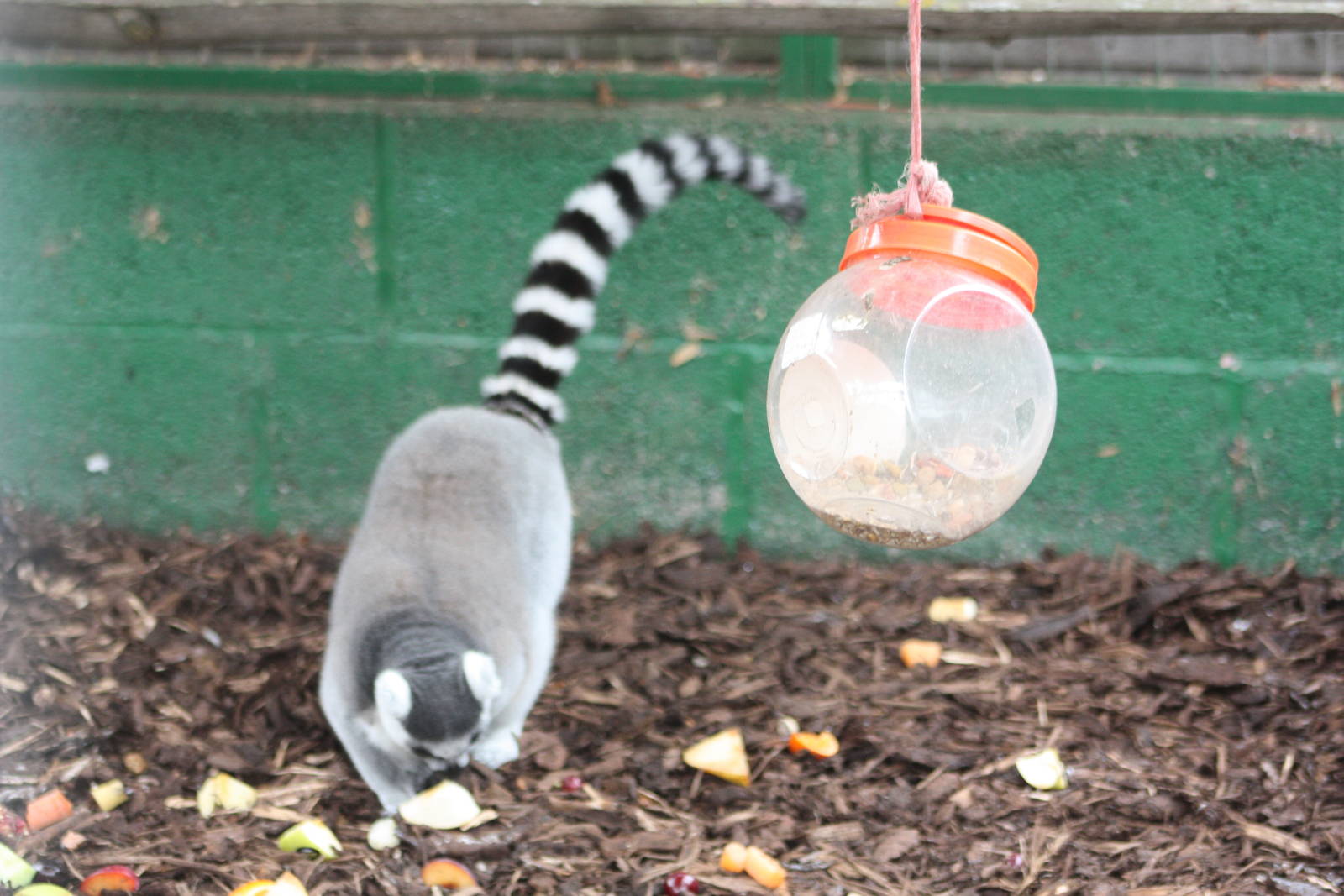 Ring-tailed Lemur, 13th September 2013