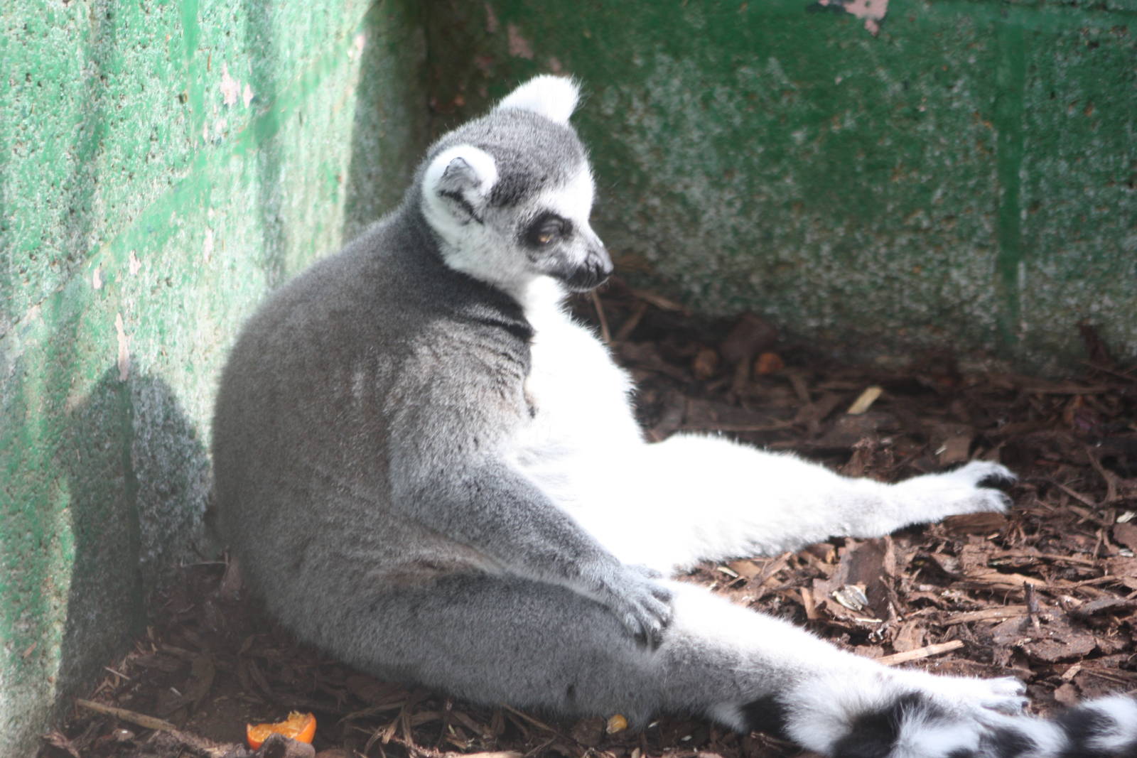 Ring-tailed Lemur, 13th September 2013