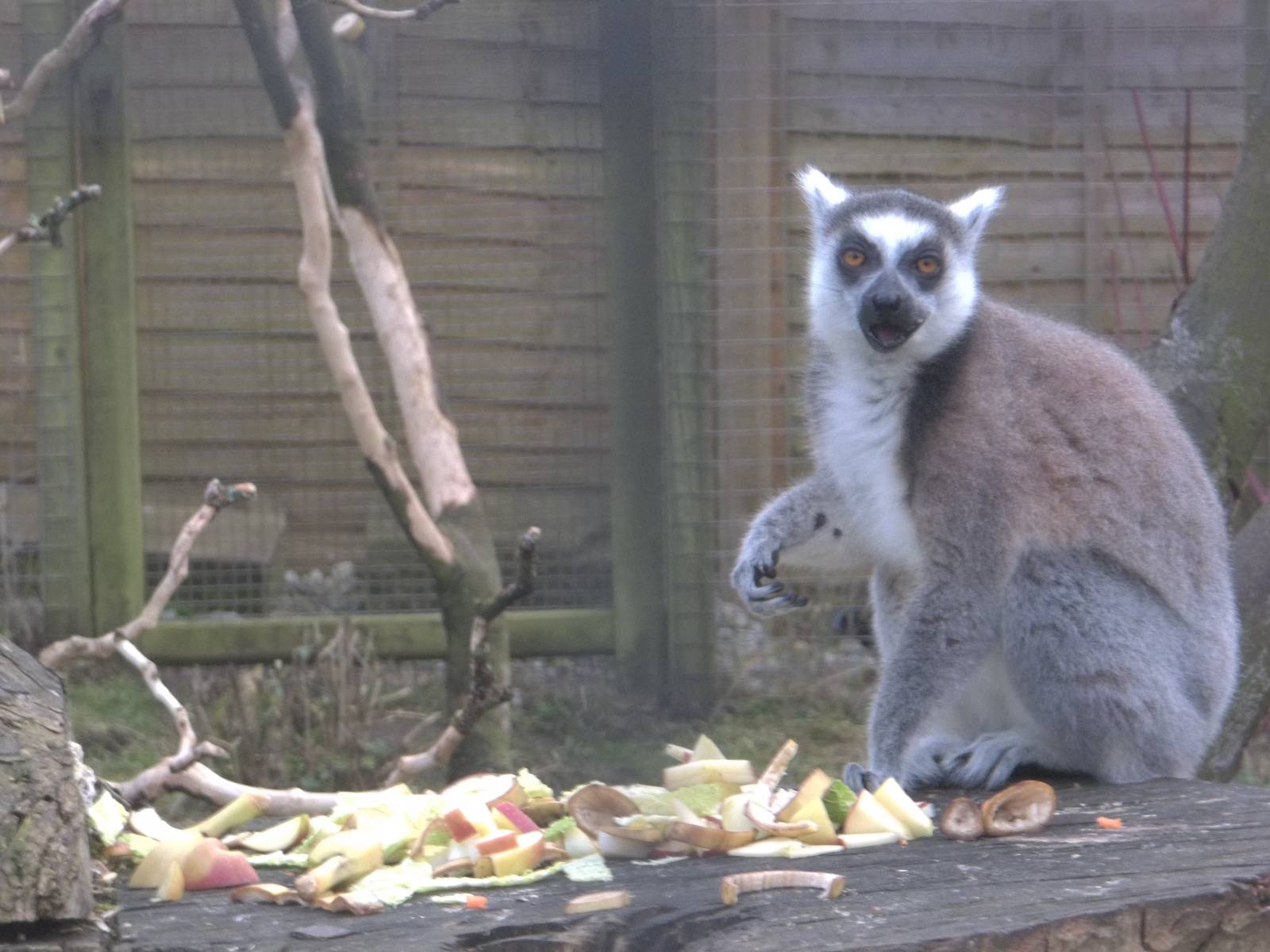 Ring-tailed Lemur, 14th February 2015