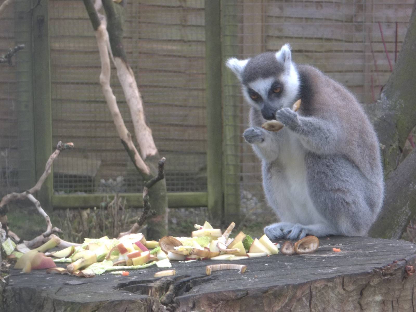 Ring-tailed Lemur, 14th February 2015