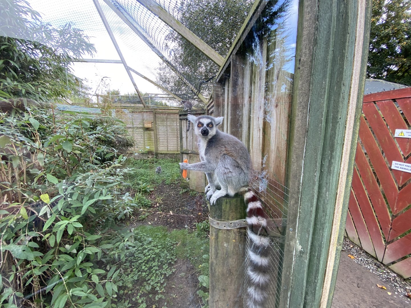 Ring-tailed lemur 151022