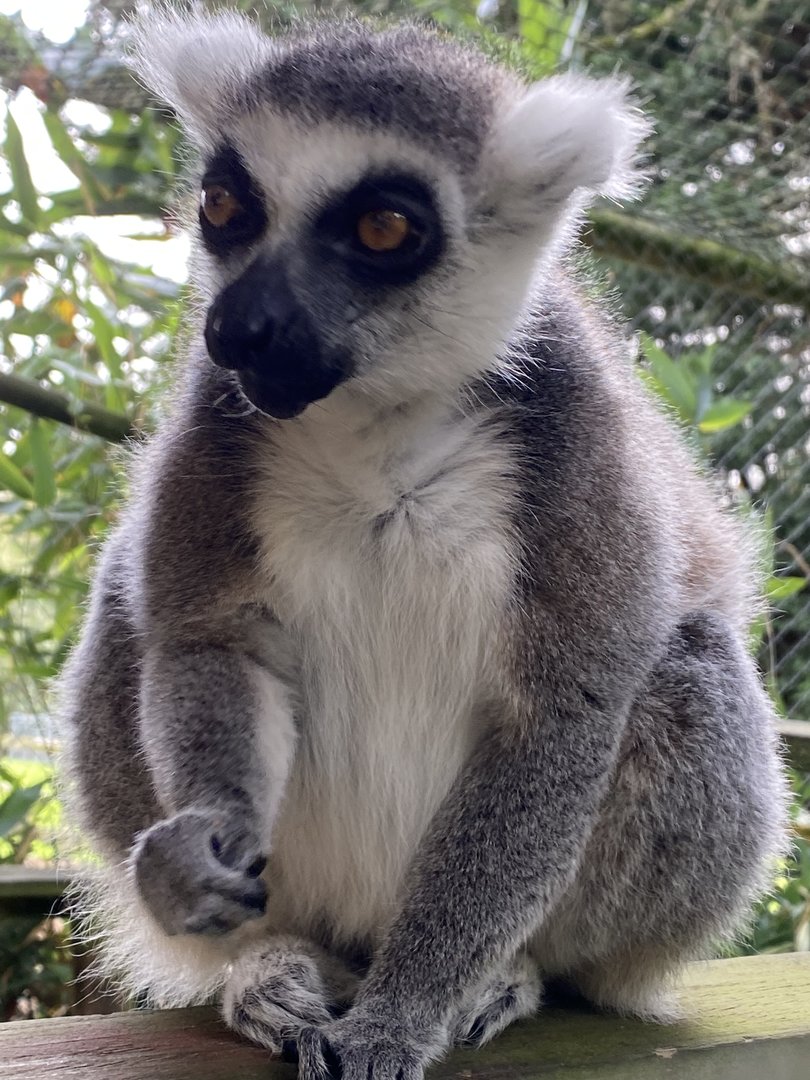Ring-tailed lemur 151022