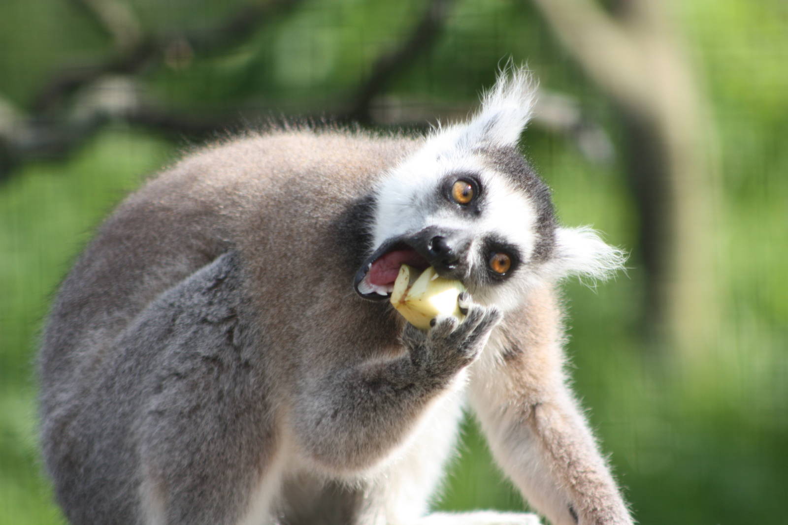 Ring-tailed Lemur, 16th May 2014