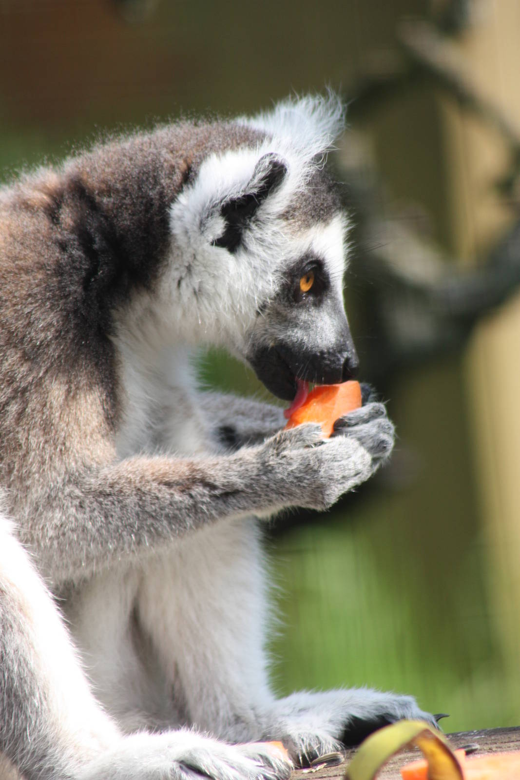 Ring-tailed Lemur, 16th May 2014