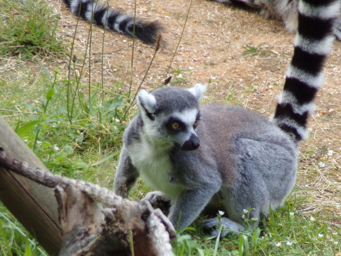 Ring-tailed lemur 17.7.24