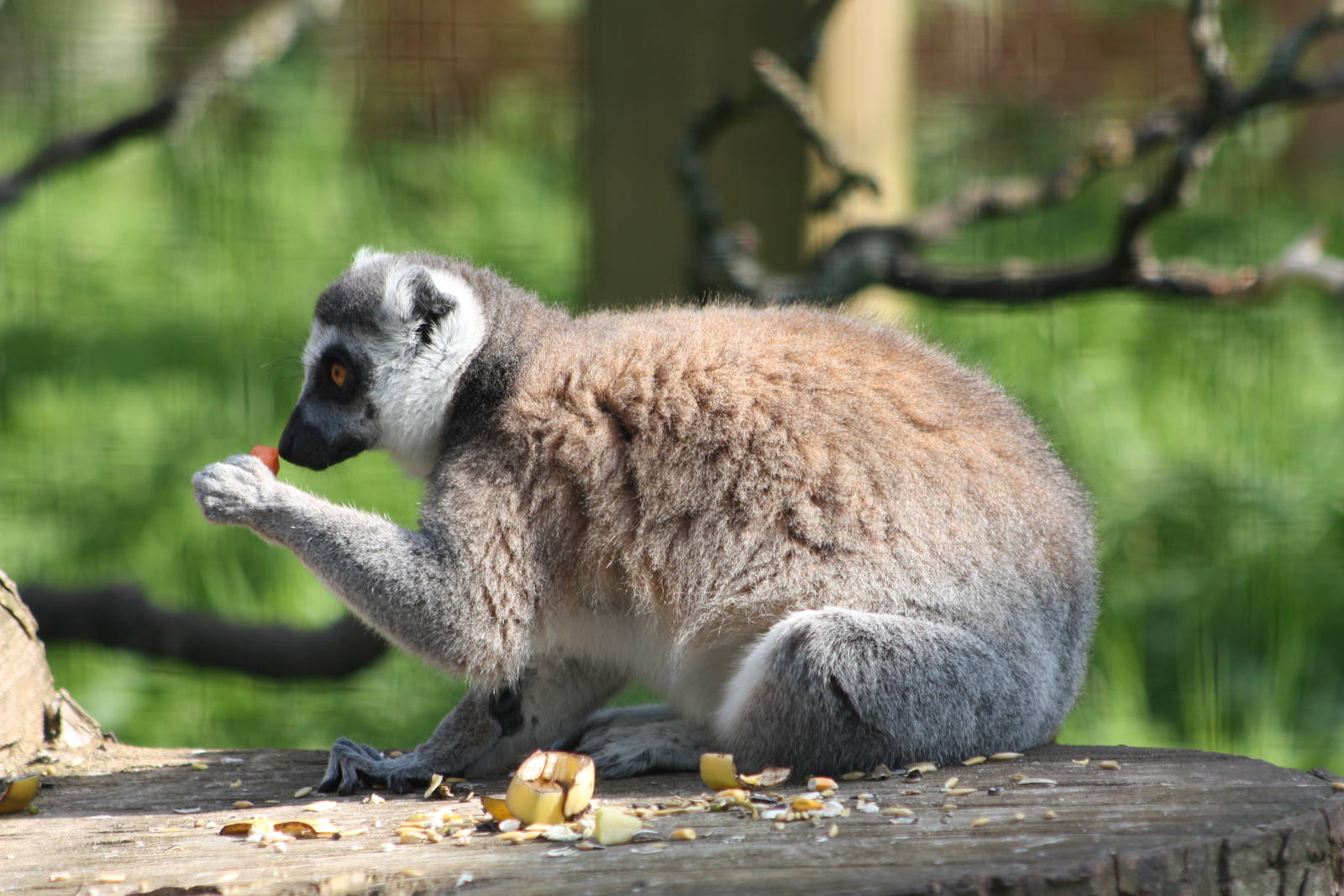 Ring-tailed Lemur, 17th May 2014