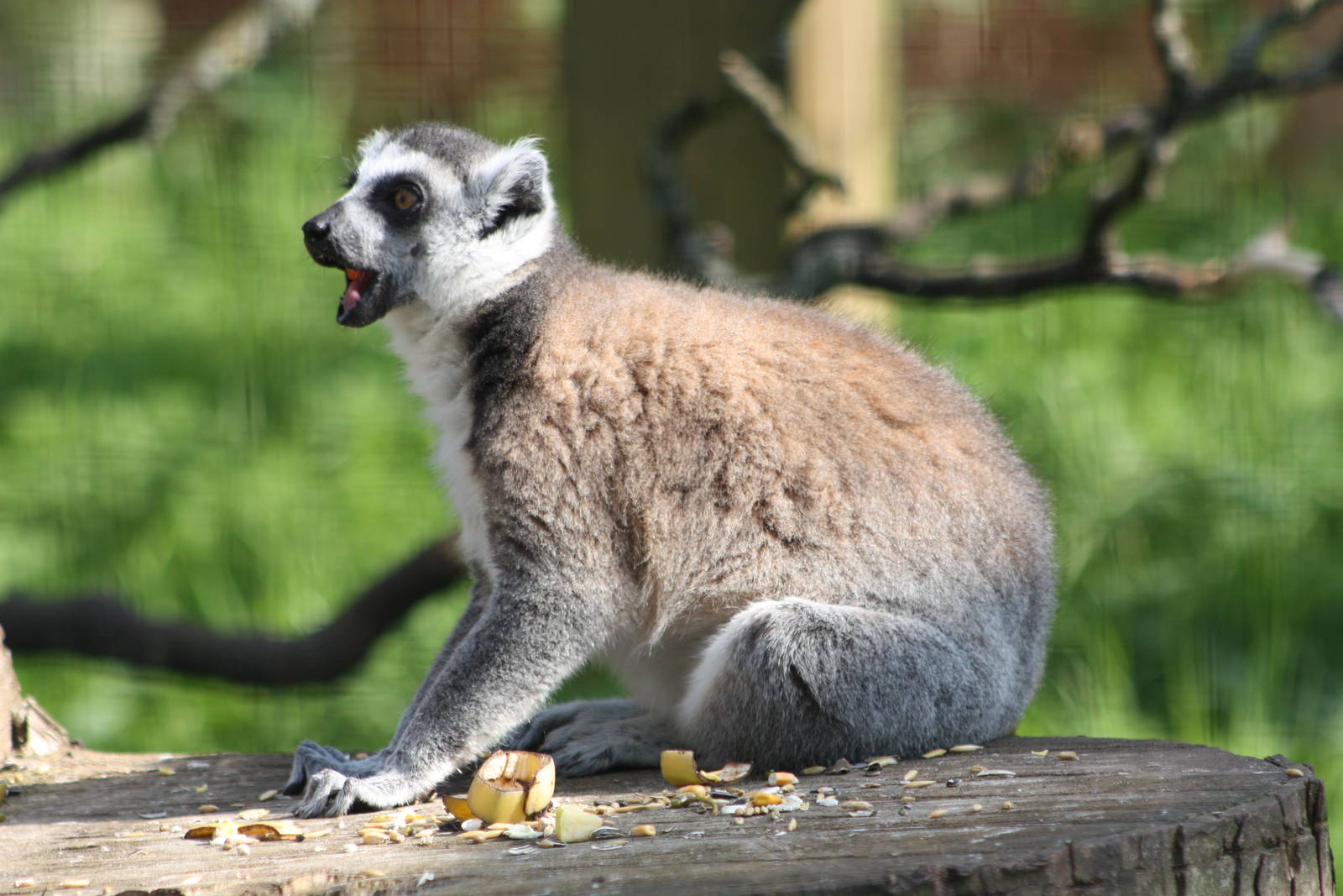 Ring-tailed Lemur, 17th May 2014