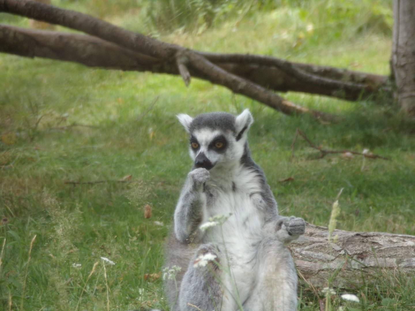 Ring-tailed lemur 18.7.25