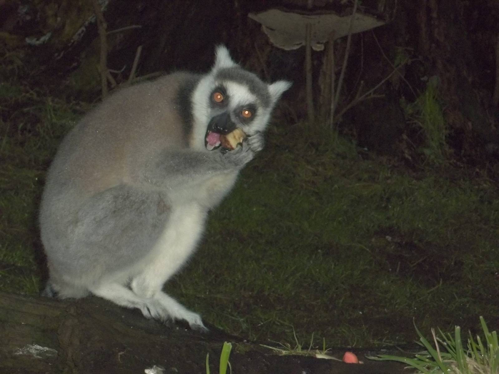 Ring-tailed Lemur, 1st January 2015