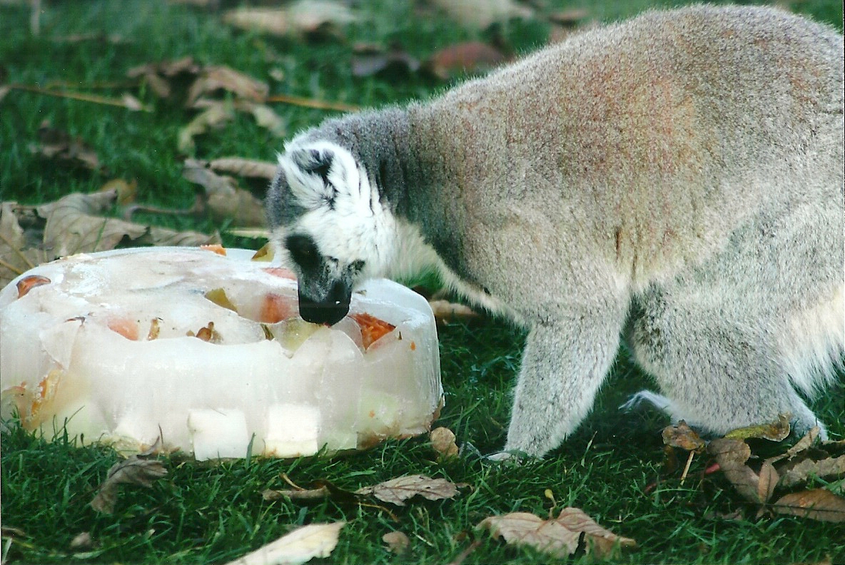 Ring-tailed Lemur 1st November 2012