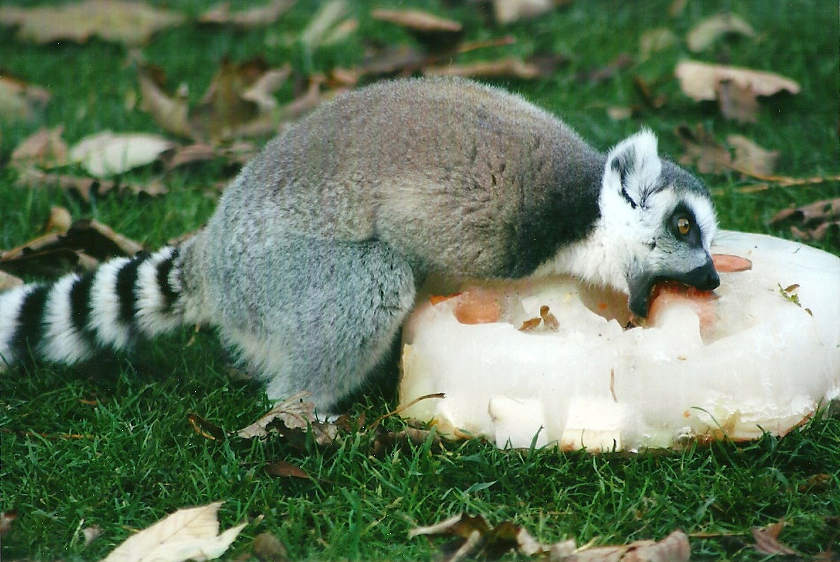 Ring-tailed Lemur 1st November 2012
