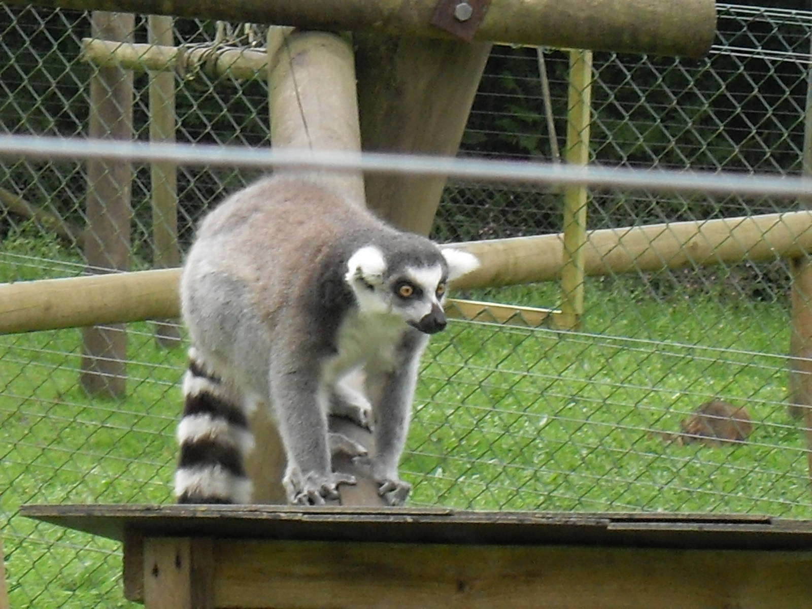 ring-tailed lemur 2 07/10