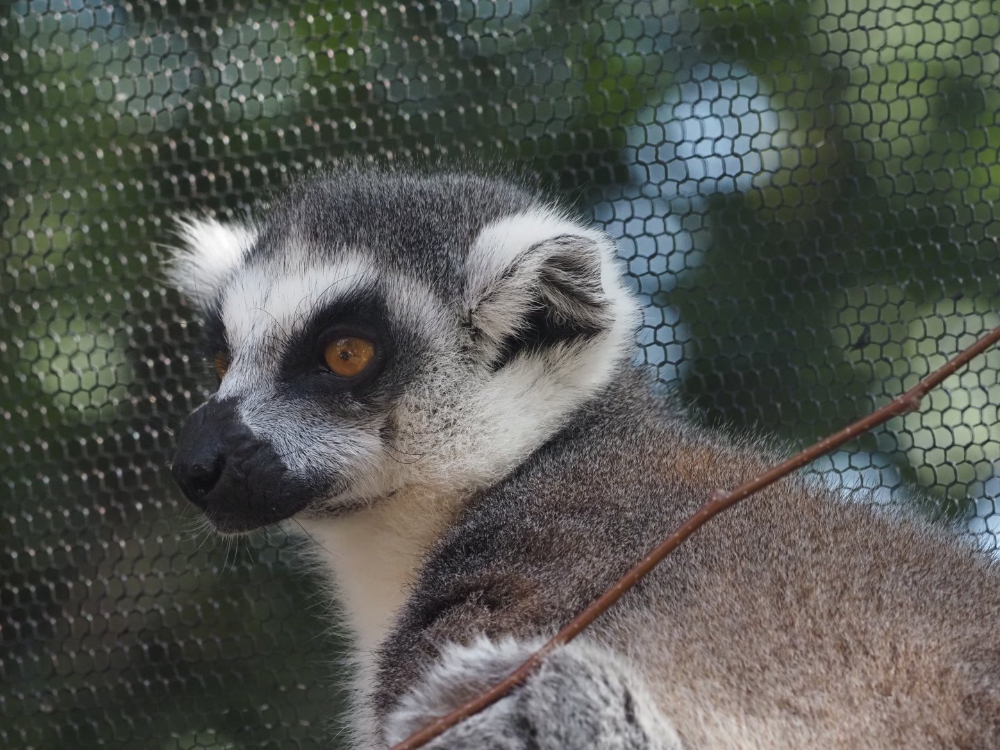 Ring-Tailed Lemur 2