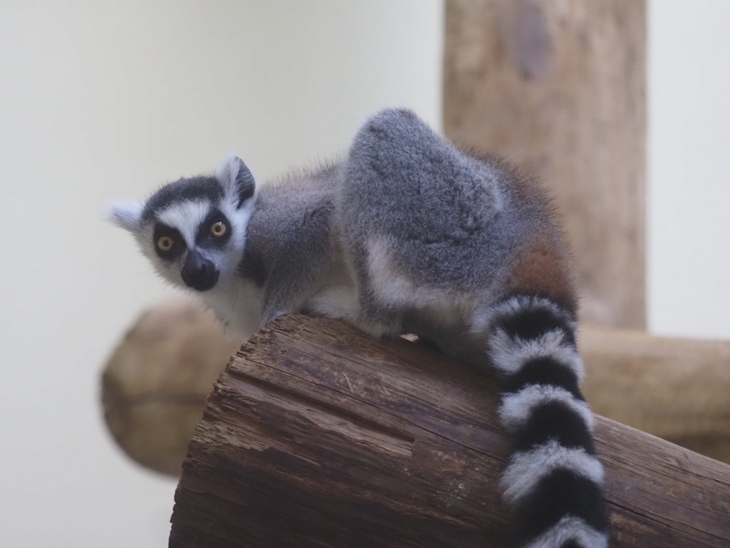 Ring-Tailed Lemur 2