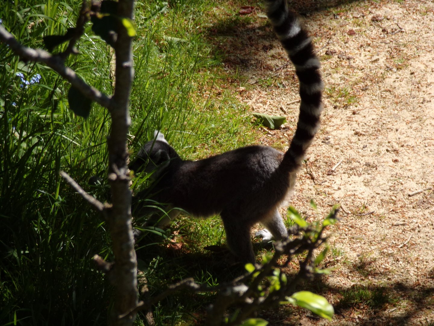 Ring-tailed lemur 20.5.24