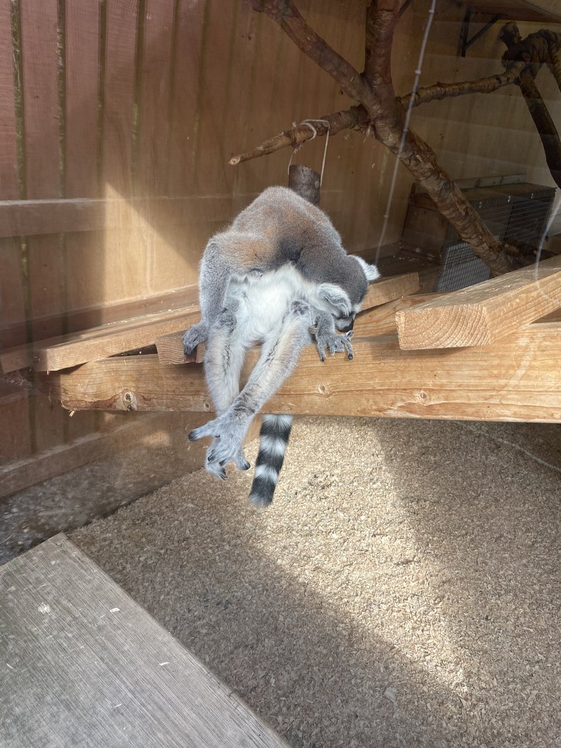 Ring-tailed lemur 200922