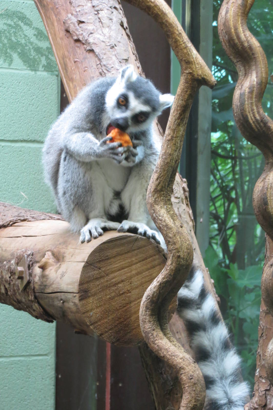 ring-tailed lemur 201013