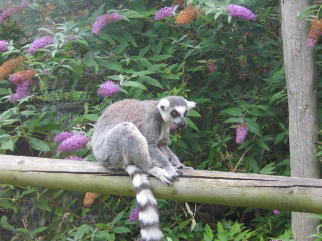 Ring-Tailed Lemur 2012