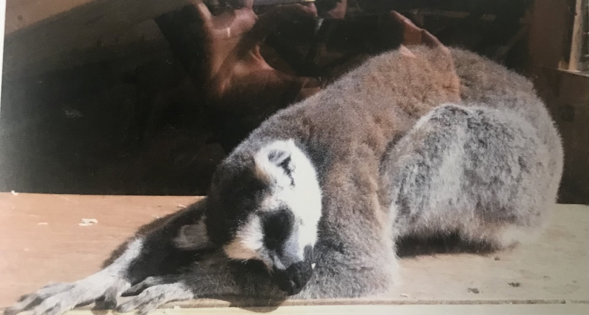 Ring tailed lemur (2013)