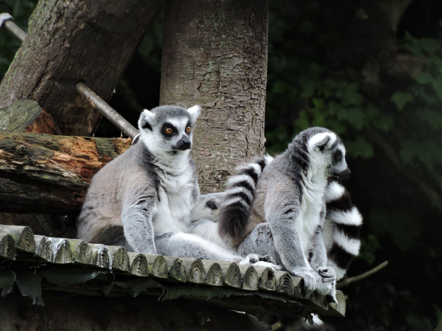Ring-tailed lemur [2016]