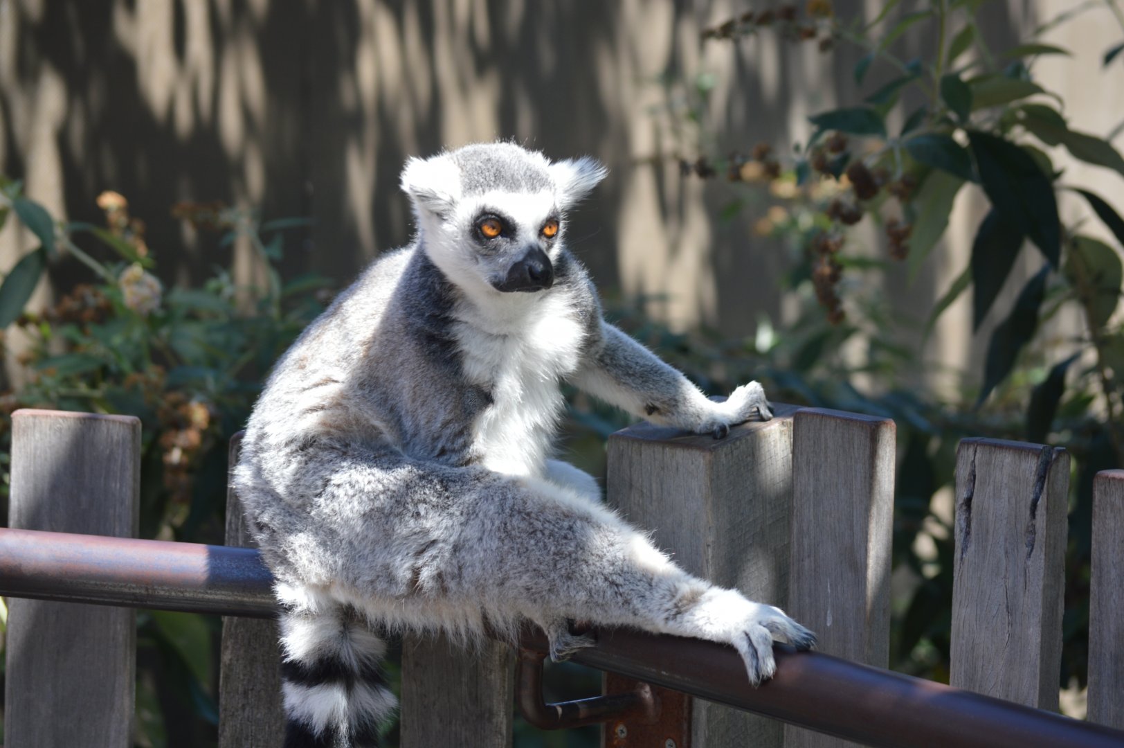 Ring Tailed Lemur, 2017
