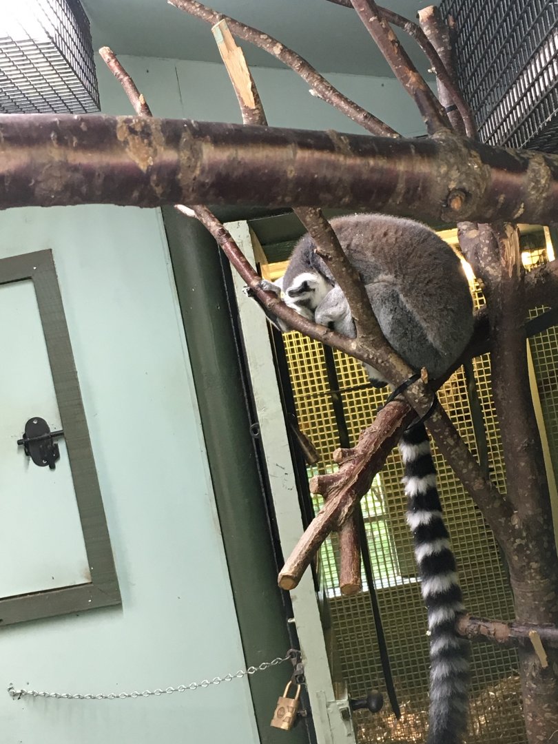 Ring tailed lemur (2019)