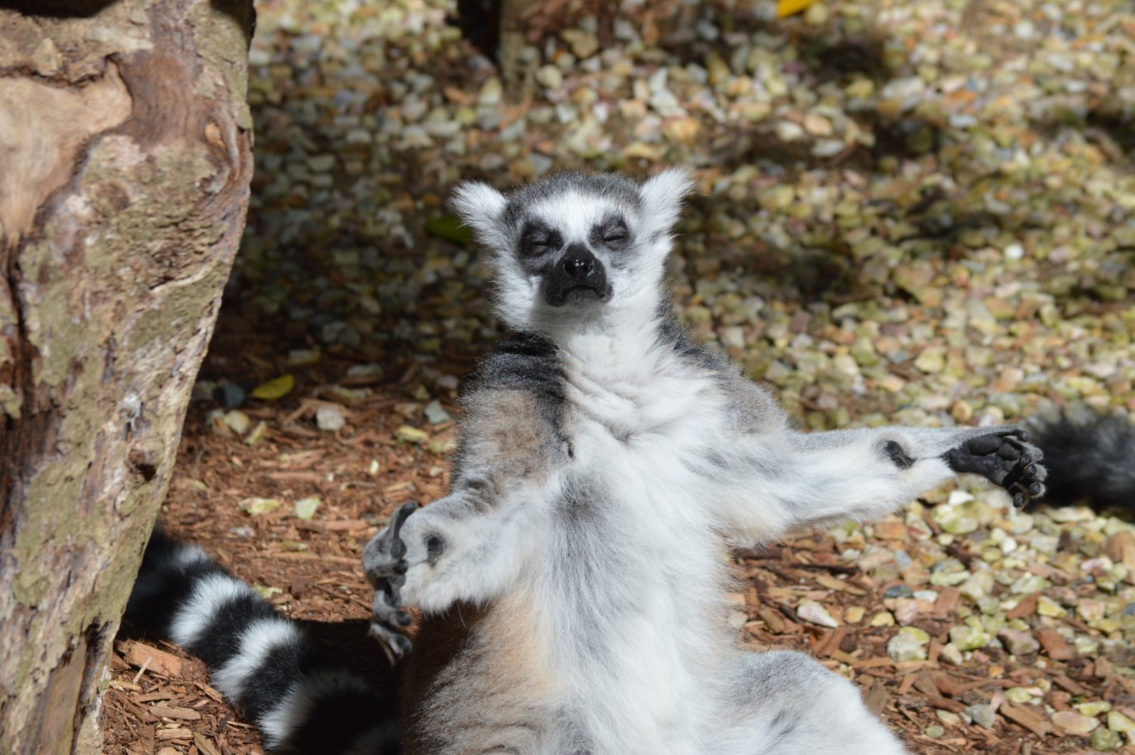 Ring Tailed Lemur, 2020