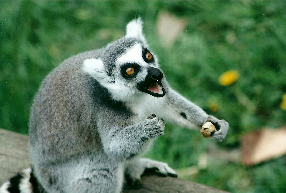 Ring-tailed Lemur 20th May 2013