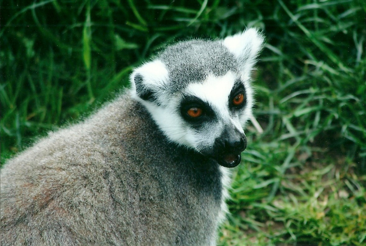 Ring-tailed Lemur 20th May 2013