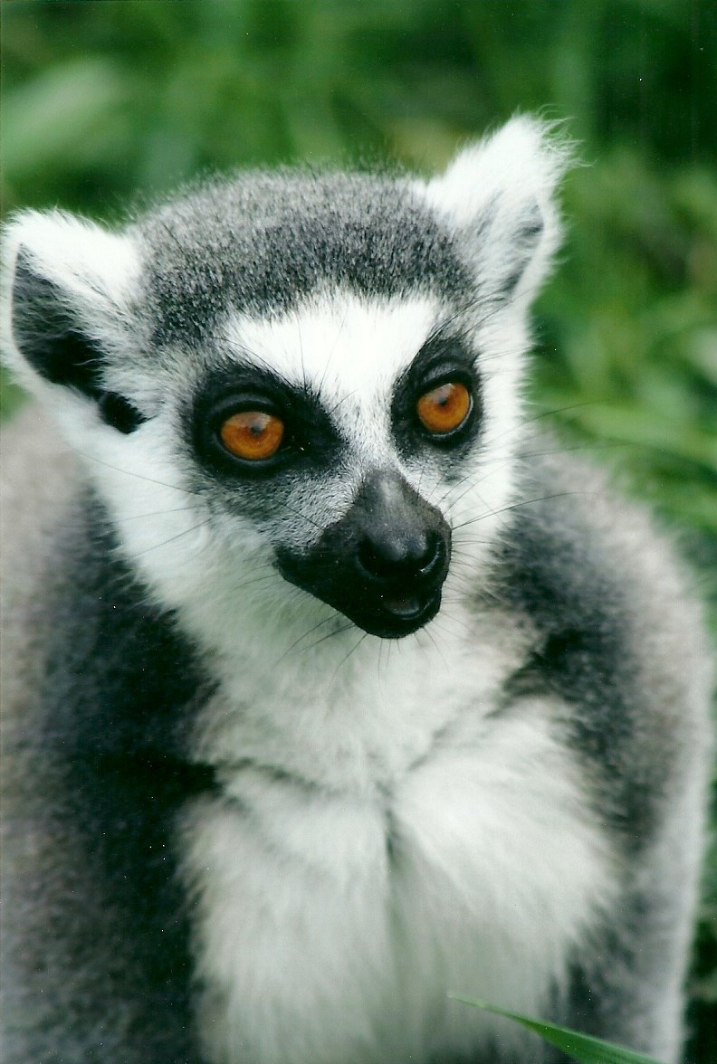 Ring-tailed Lemur 20th May 2013