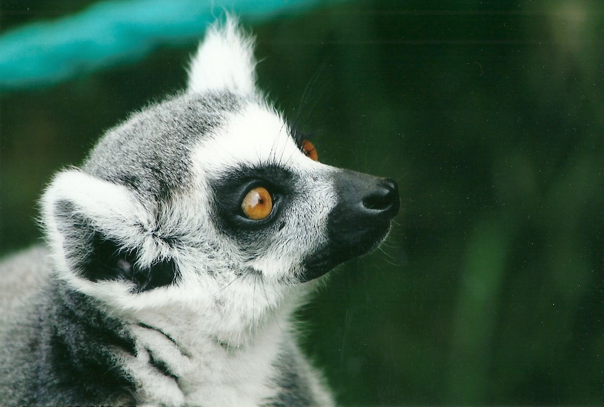 Ring-tailed Lemur 20th May 2013