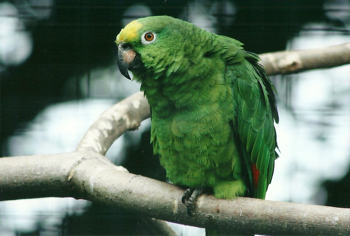 Ring-tailed Lemur 20th May 2013