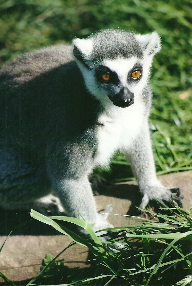 Ring-tailed Lemur 21st May 2013
