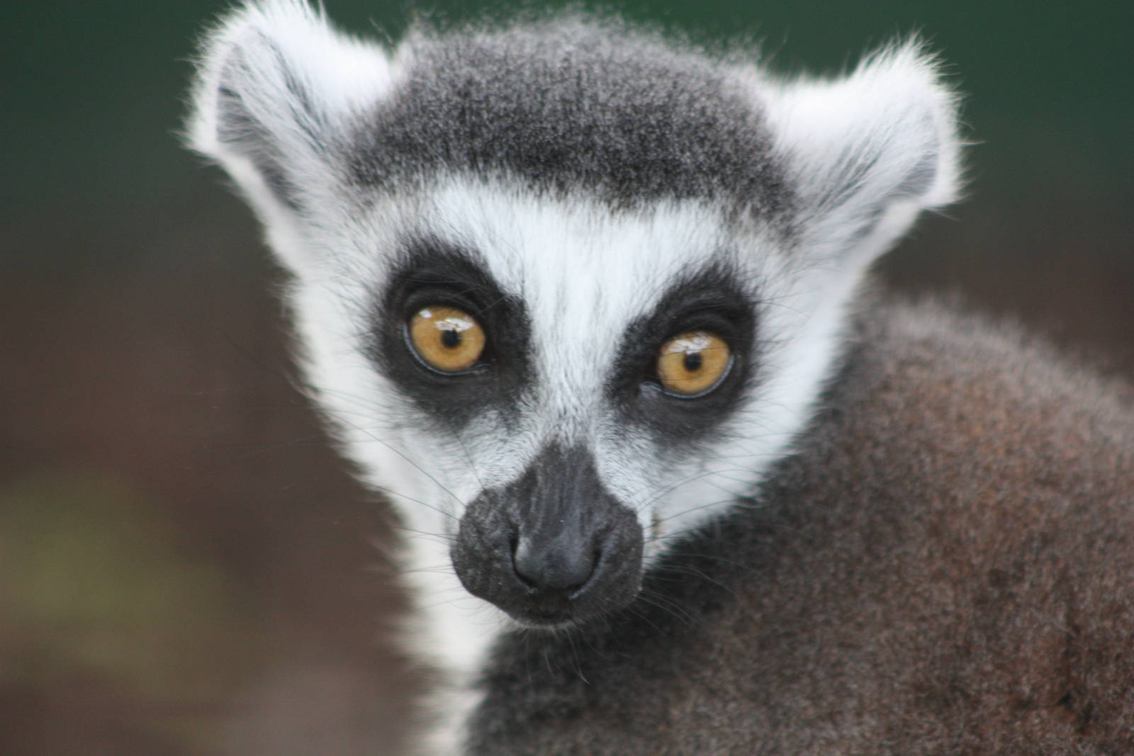Ring-tailed Lemur, 23rd September 2014