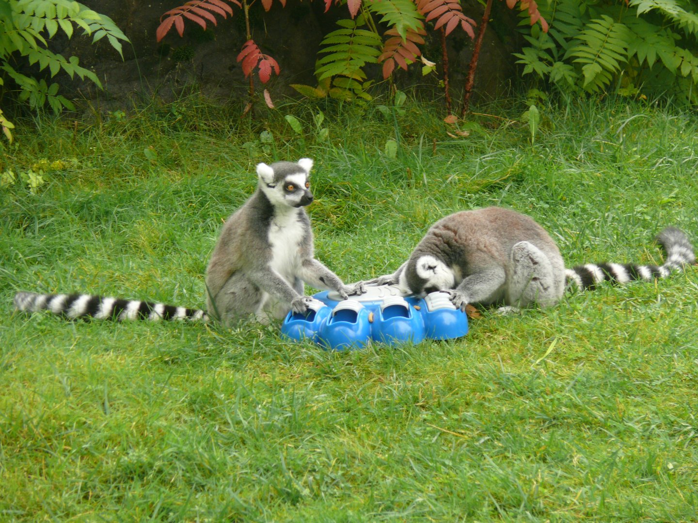 Ring-tailed lemur - 24-08-2020