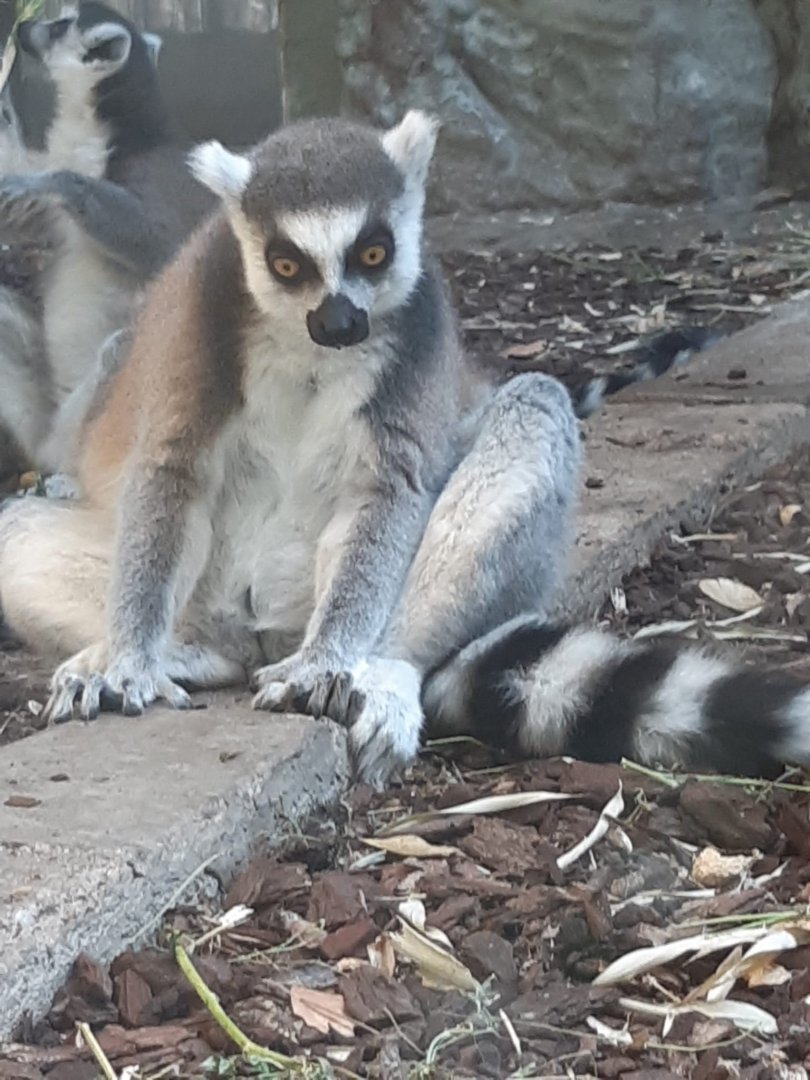Ring-tailed lemur (24-8-21)