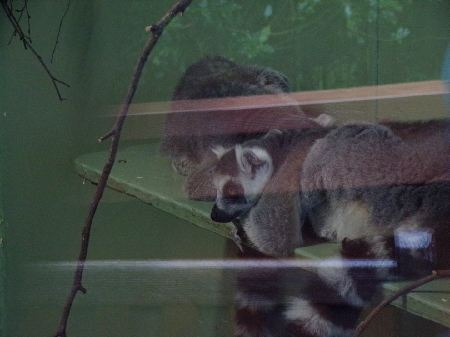 Ring-tailed lemur 25.8.24