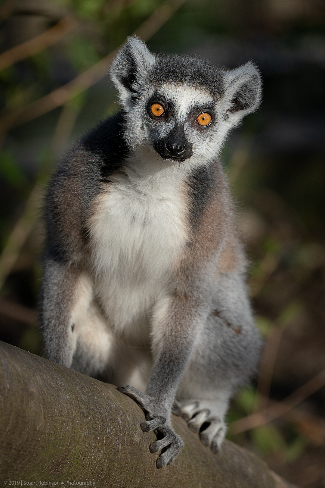 Ring-Tailed Lemur - 26/03/2019