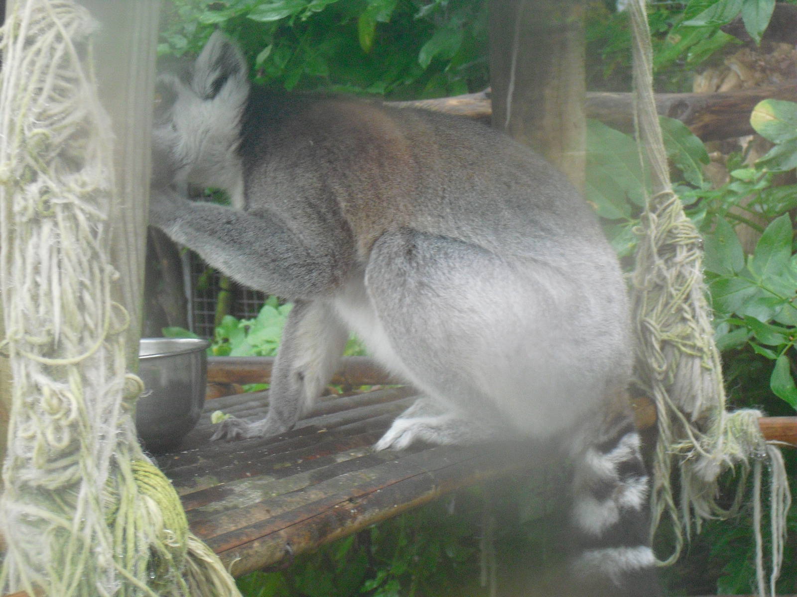 Ring-tailed Lemur - 27/10/2011