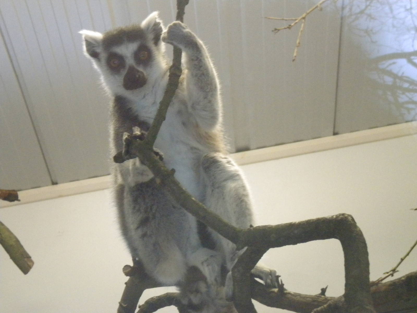 Ring Tailed Lemur-27/12/10.