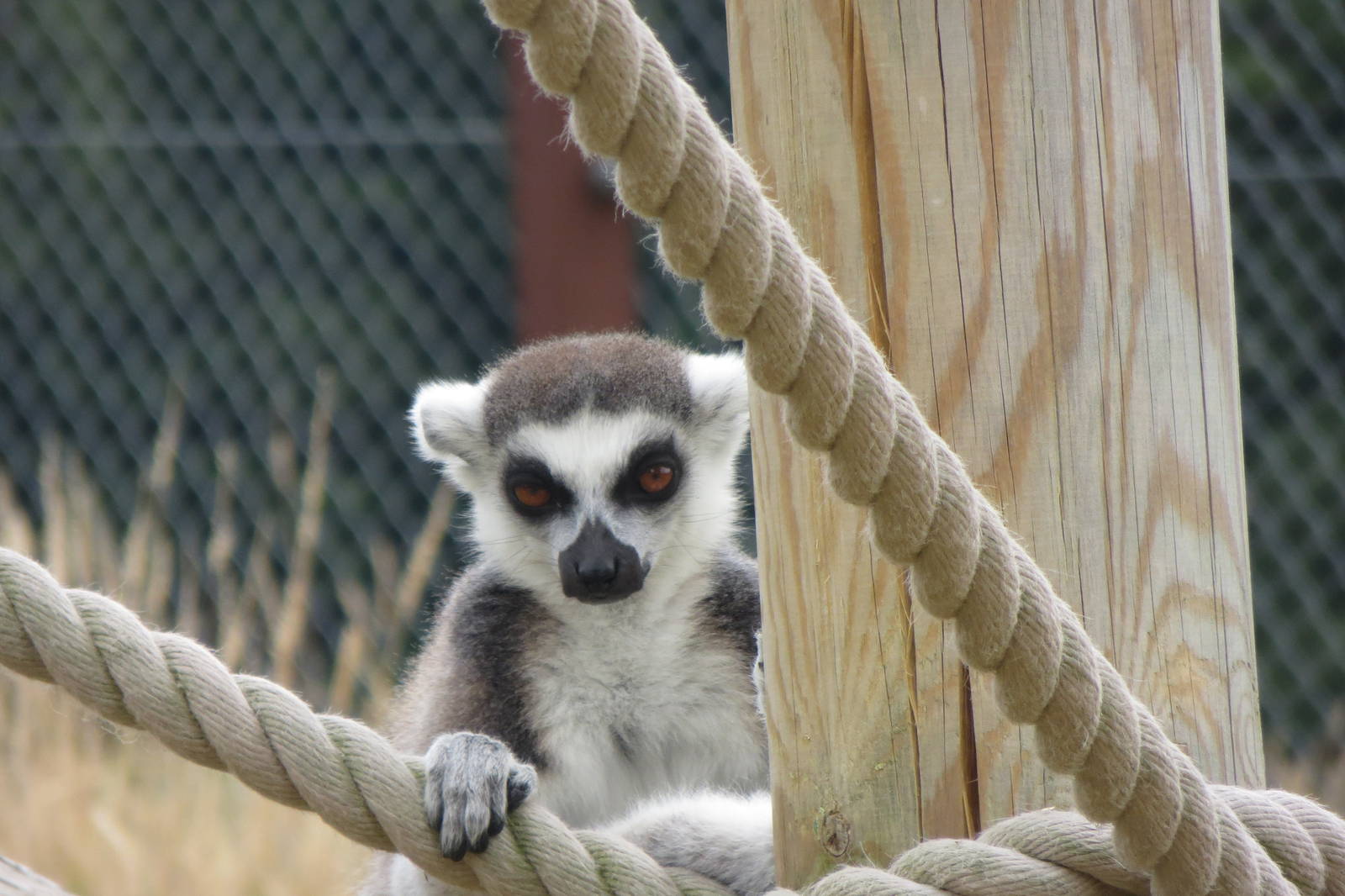 Ring-tailed Lemur 270713