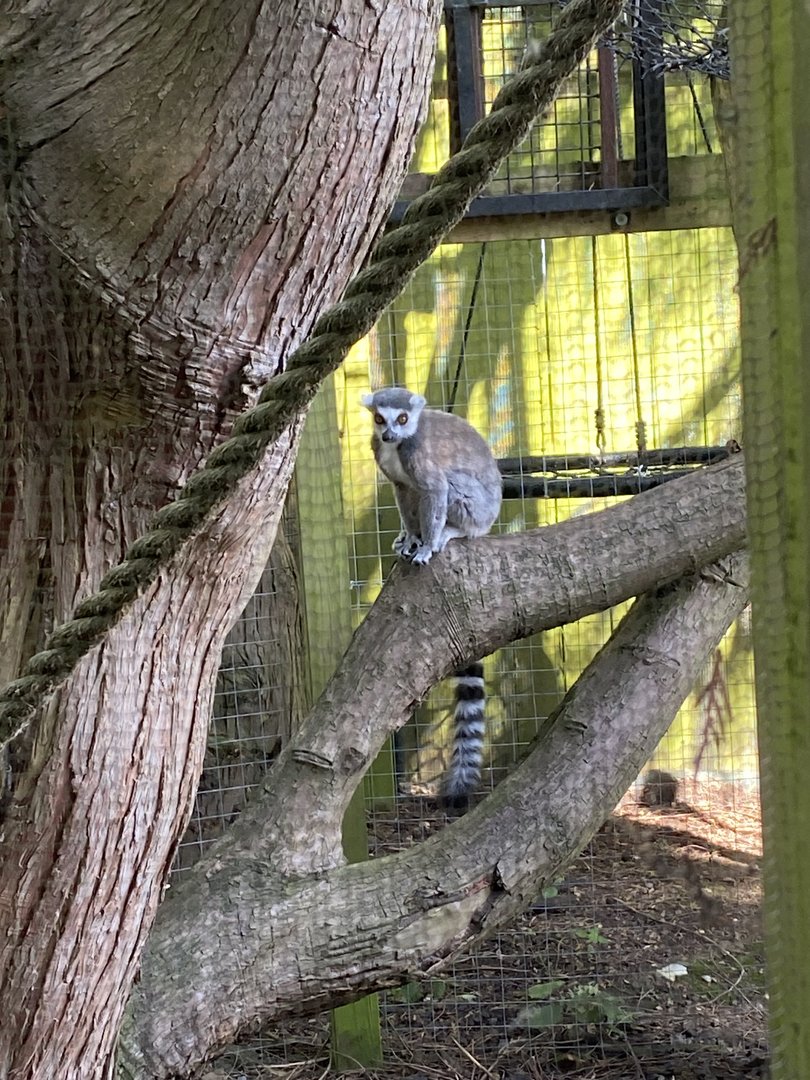 Ring-tailed lemur 290723