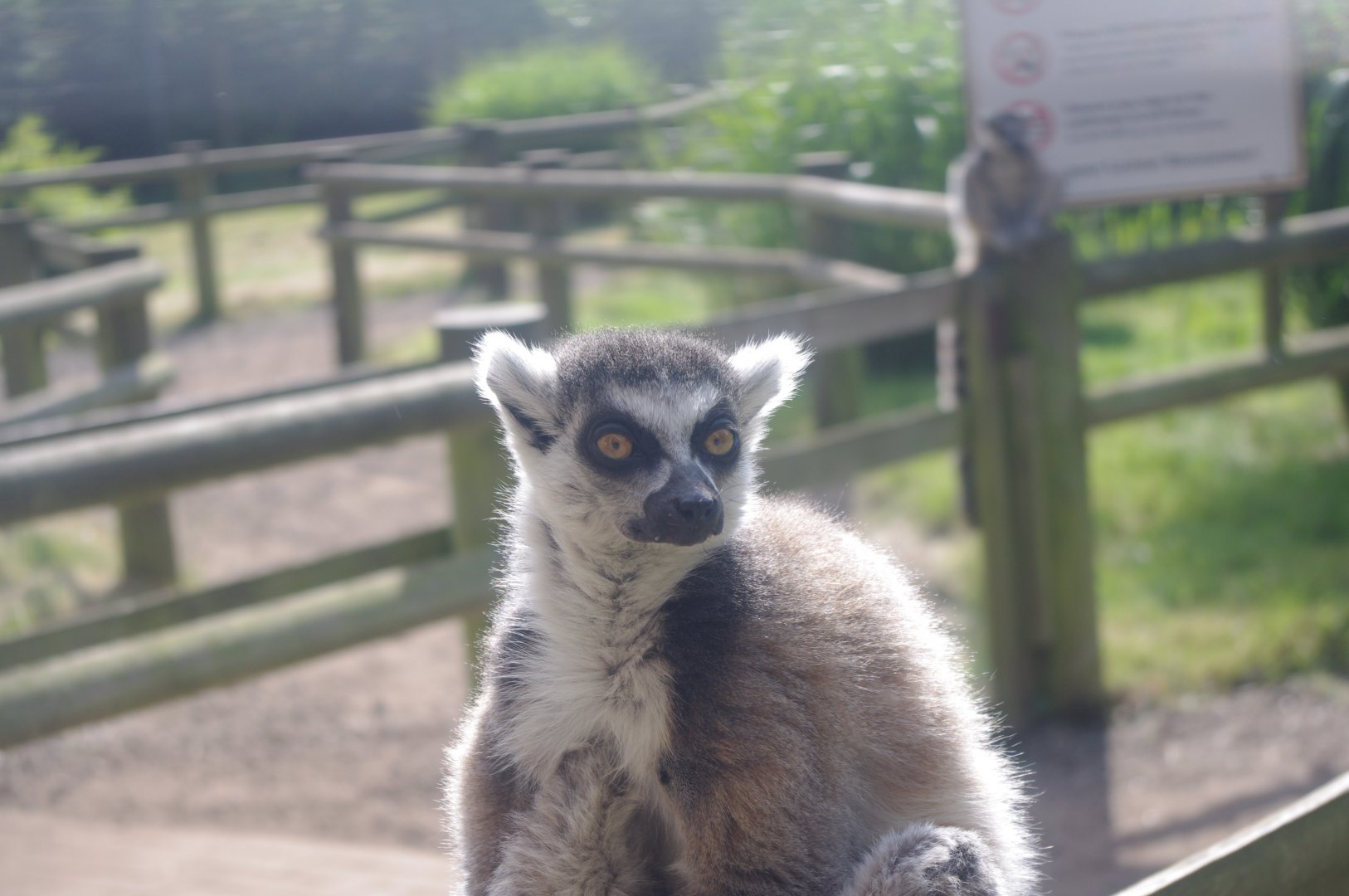 Ring-tailed Lemur- 3/6/2022