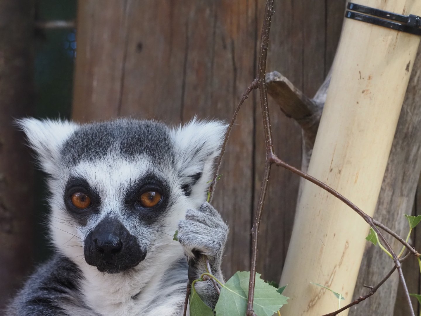 Ring-Tailed Lemur 3