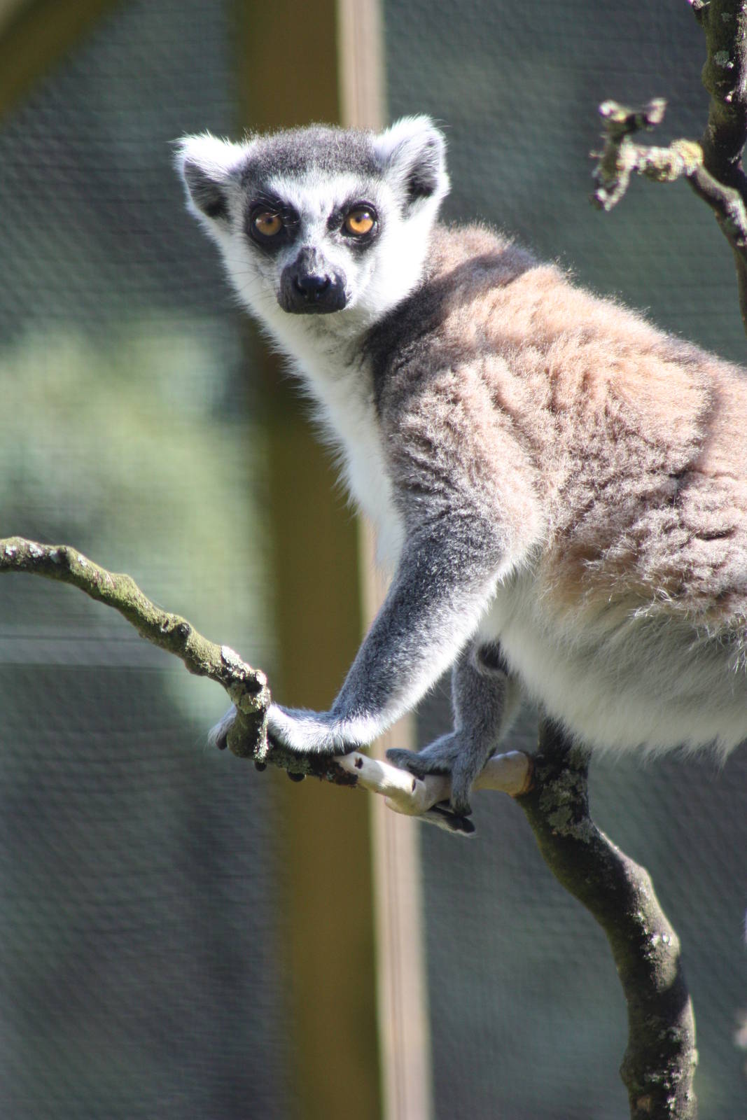 Ring-tailed Lemur, 30th June 2014