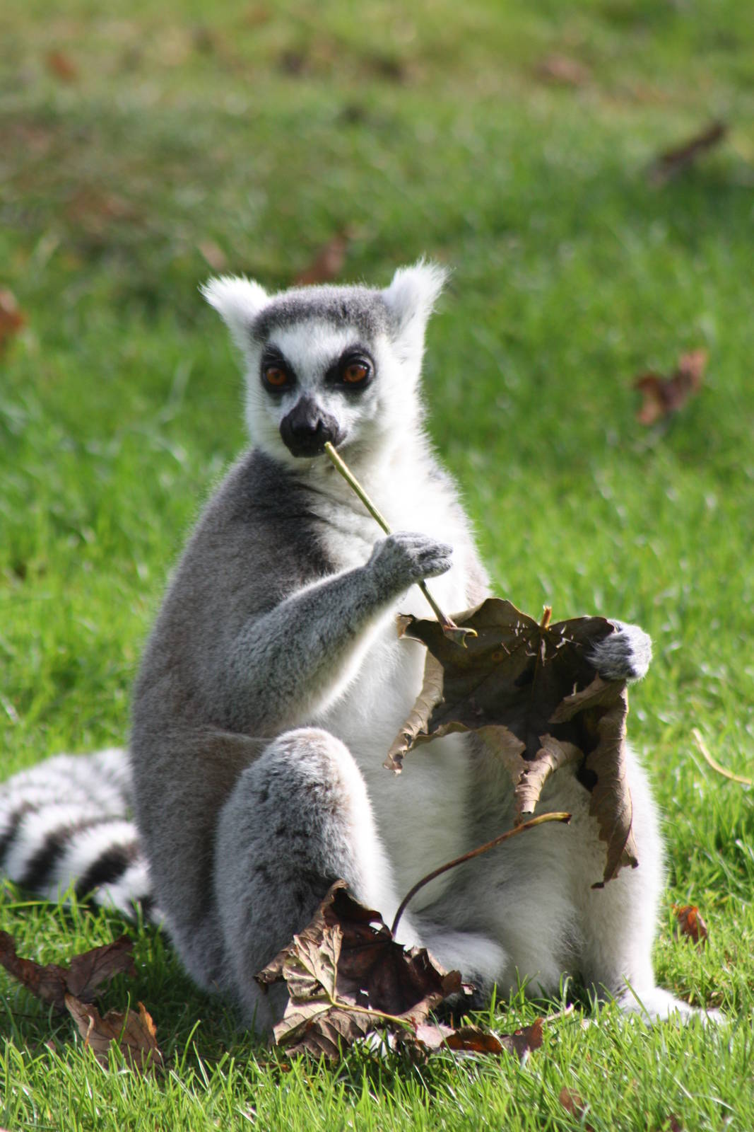Ring-tailed Lemur, 30th September 2014