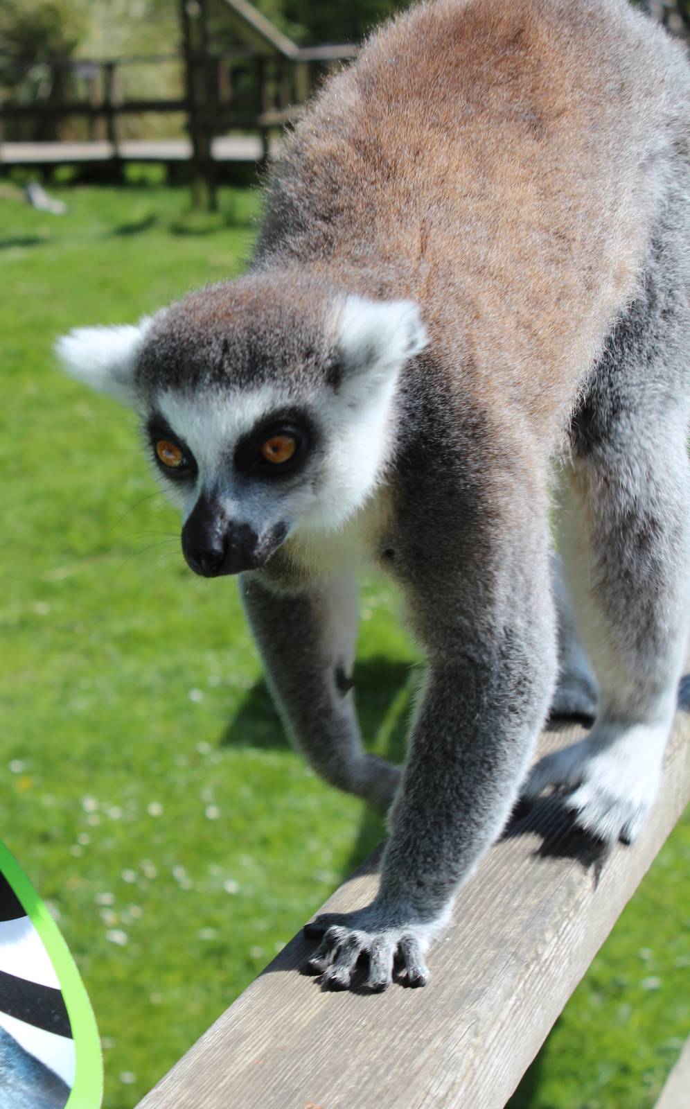 Ring Tailed Lemur - 31 May 2015