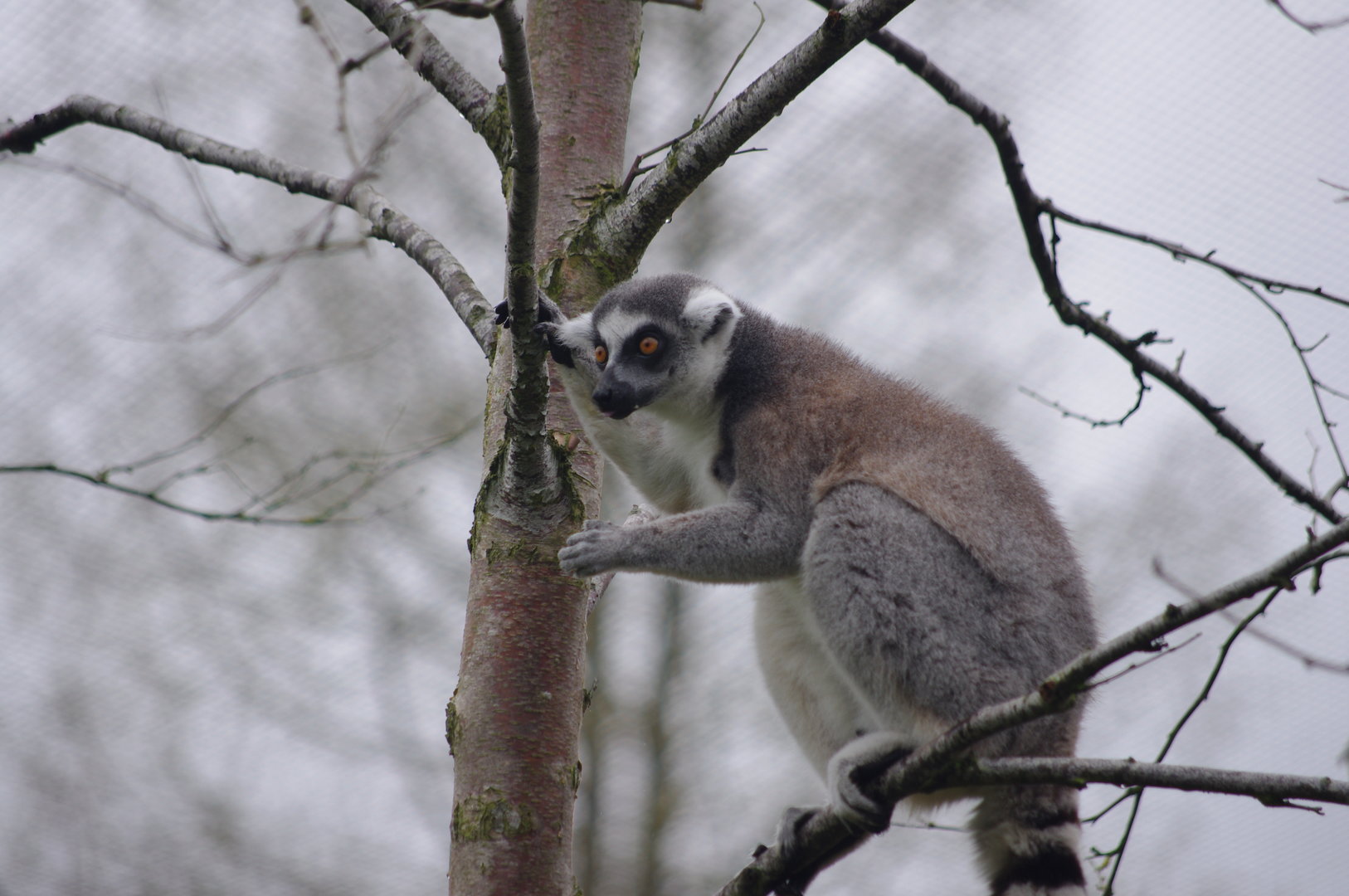 Ring-tailed Lemur- 5/4/2023